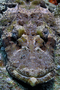 "The Camouflage Artist" - Crocodilefish Portrait
Nabucco... by Andre Philip 